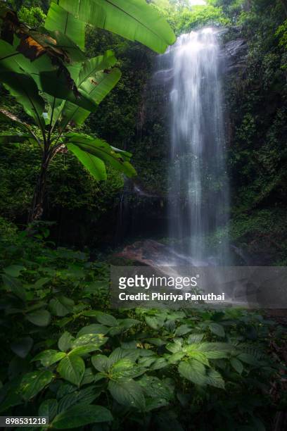 waterfall in the rainforest - jurásico fotografías e imágenes de stock