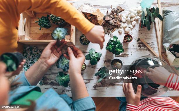 familie terrarium thuis maken - succulents stockfoto's en -beelden