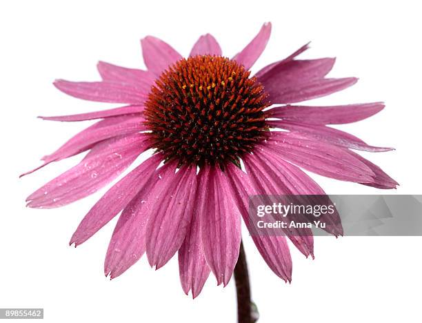 purple coneflower ?magnus? - black eyed susan stock pictures, royalty-free photos & images