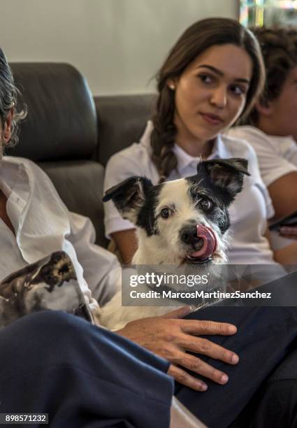 close-up of dog sitting quietly with family at free time in the living room - lypsesp17 stock pictures, royalty-free photos & images