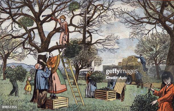Picking of mistletoe in Normandy, drawing by Moritz from french paper "Le Pelerin" december 11, 1932