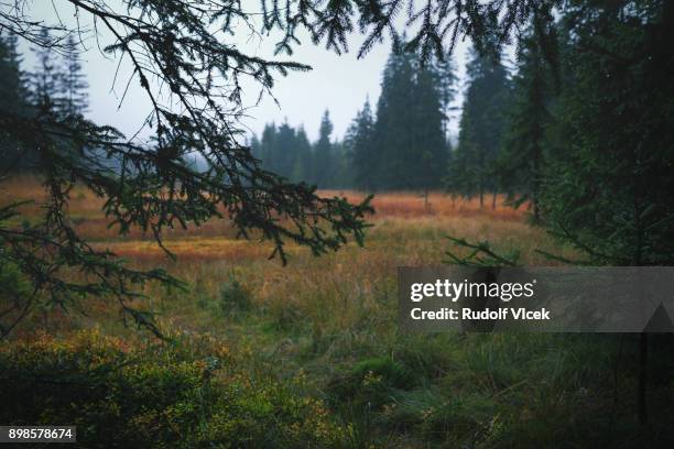 autumn marshland scenery - gloomy swamp stock pictures, royalty-free photos & images