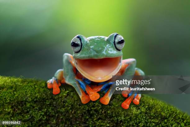 portrait of a javan tree frog - kikker kikvorsachtige stockfoto's en -beelden