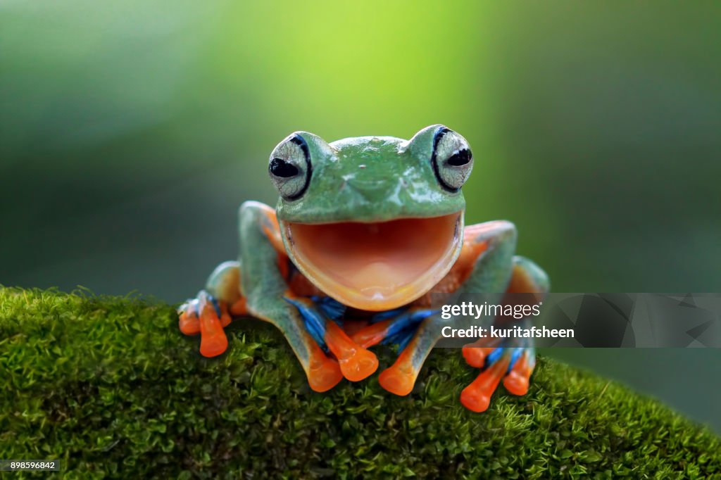 Portrait of a Javan tree frog