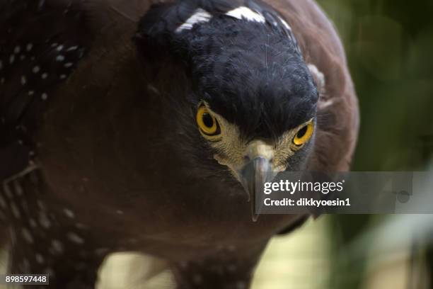 Crested Serpent Eagle Photos and Premium High Res Pictures - Getty Images