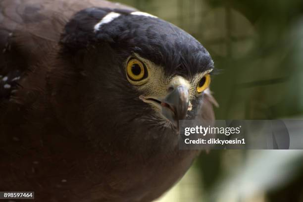 Crested Serpent Eagle Photos and Premium High Res Pictures - Getty Images