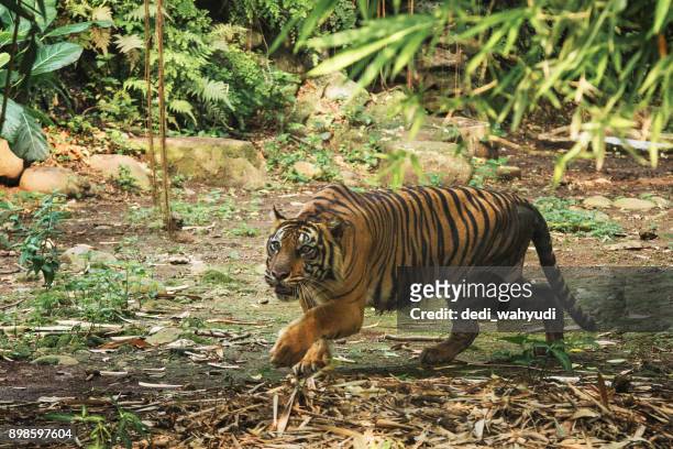 sumatran tiger walking through the forest - sumatran tiger stock pictures, royalty-free photos & images