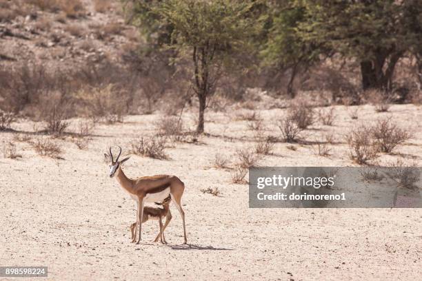 Springbok Chewing 88,833 Springbok South Africa Stock Photos, High-Res Pictures, and ...