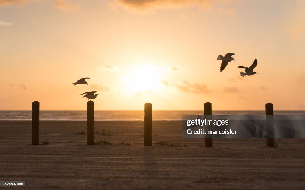 Seagulls flying over wooden posts on beach, Port Aransas, Texas, America, USA