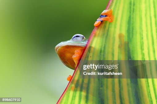 Tree Frog Snail Java Javan Tree Frog On A Leaf High-Res Stock Photo - Getty Images