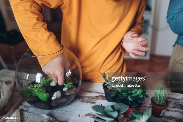 boy with terrarium at home - terrarium stock pictures, royalty-free photos & images