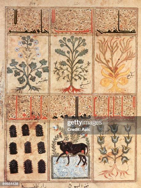 Book of antidotes : medicinal plant, arab miniature from "Theriaque" by Galien, 12th century