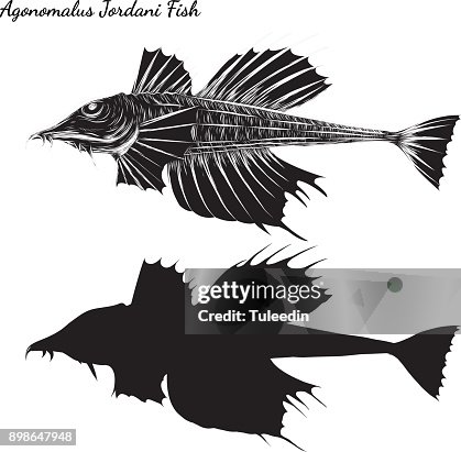 Fish Vector By Hand Drawing High-Res Vector Graphic - Getty Images