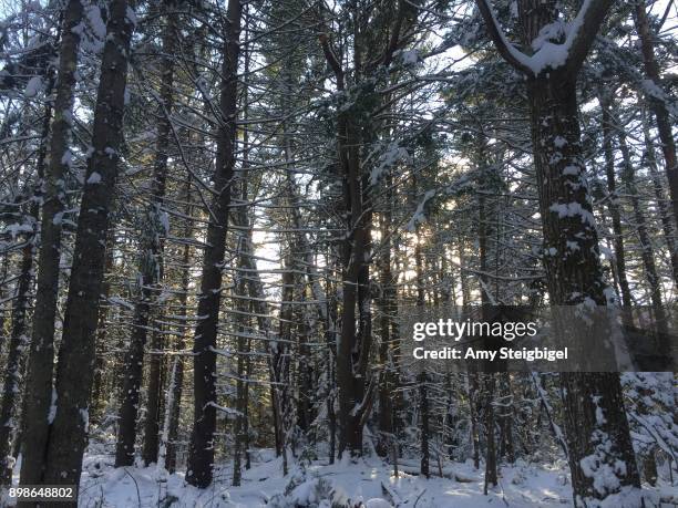 snowy trees in the woods - amy freeze stock pictures, royalty-free photos & images