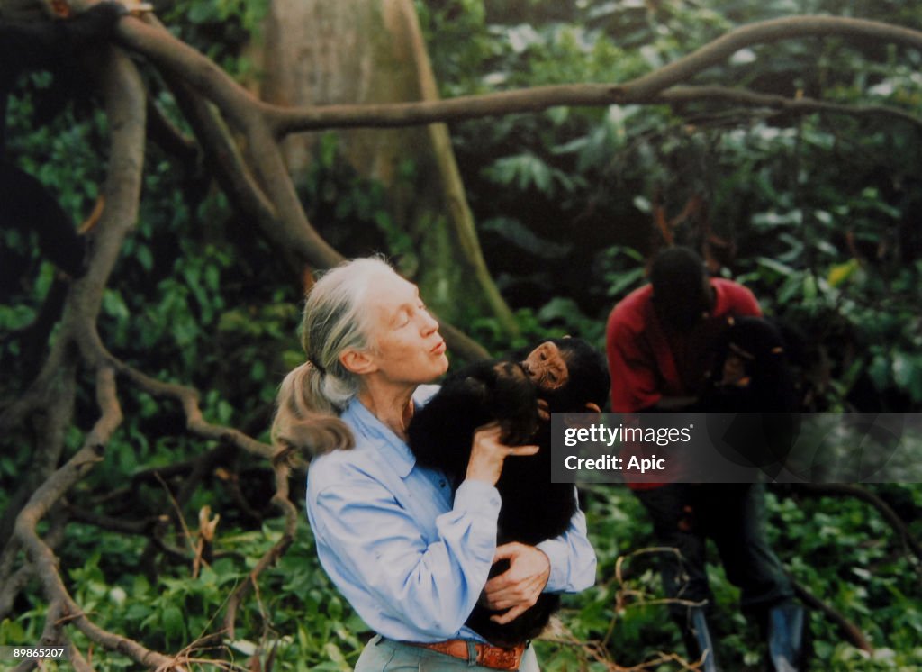 Jane Goodall, English primatologist, ethologist, and anthropologist, with a chimpanzee in her arms, c. 1995