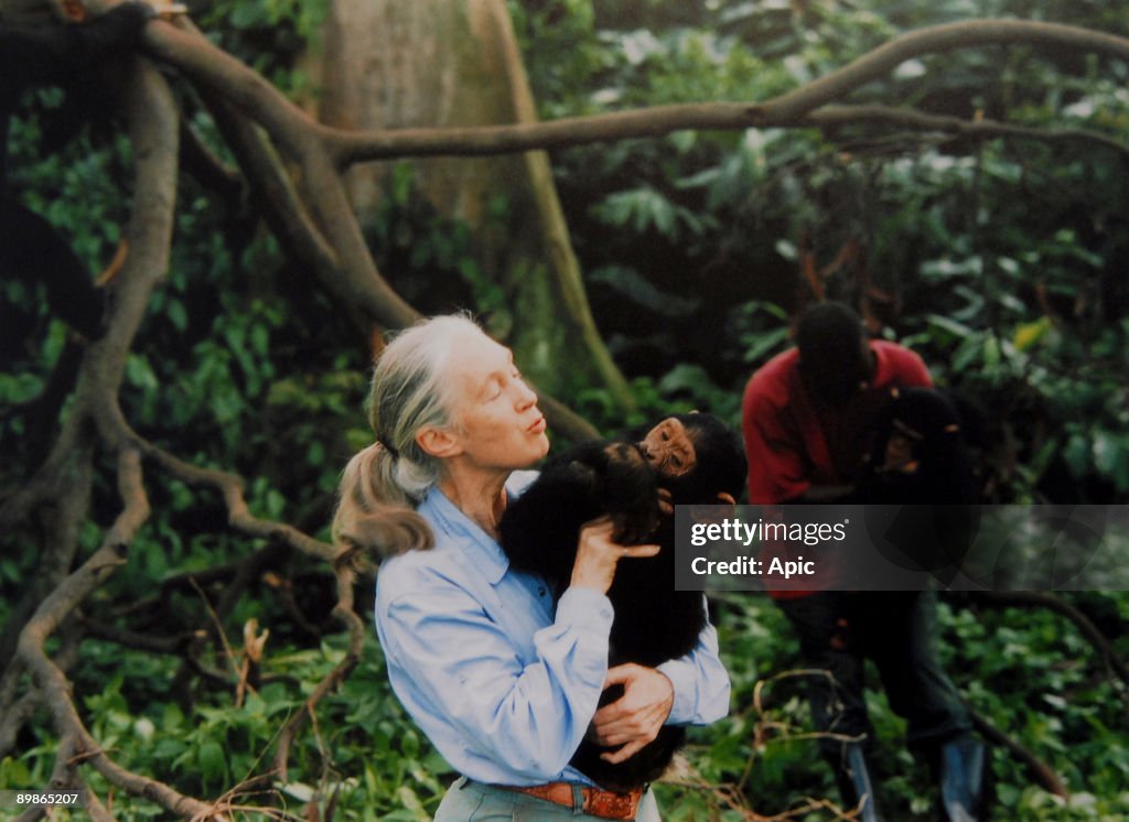 Jane Goodall, English primatologist, ethologist, and anthropologist, with a chimpanzee in her arms, c. 1995