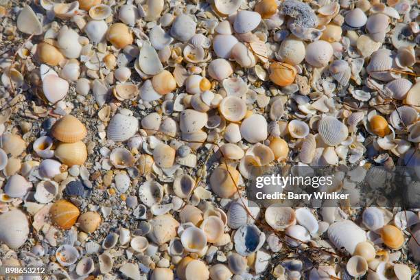 close-up of small colorful shells on jupiter island - blowing rocks preserve stock pictures, royalty-free photos & images