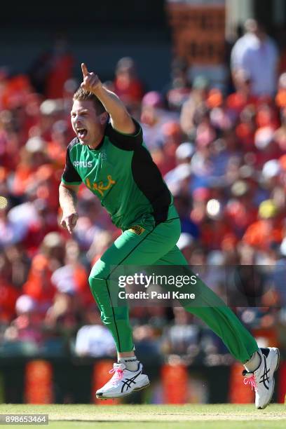 James Faulkner of the Stars celebrates the wicket of Will Bosisto of the Scorchers during the Big Bash League match between the Perth Scorchers and...