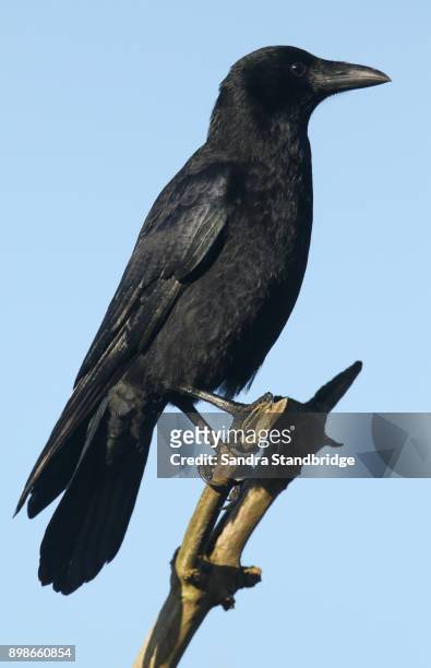 a stunning carrion crow (corvus corone) perched in a branch high in a tree. - crow stockfoto's en -beelden