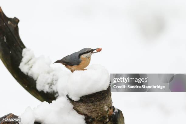 a winter scene of a stunning nuthatch (sitta europaea) perched on an old tree stump covered in snow with a nut in its beak. - nuthatch stock pictures, royalty-free photos & images