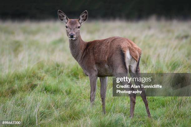 a young red deer doe standing - doe stock pictures, royalty-free photos & images