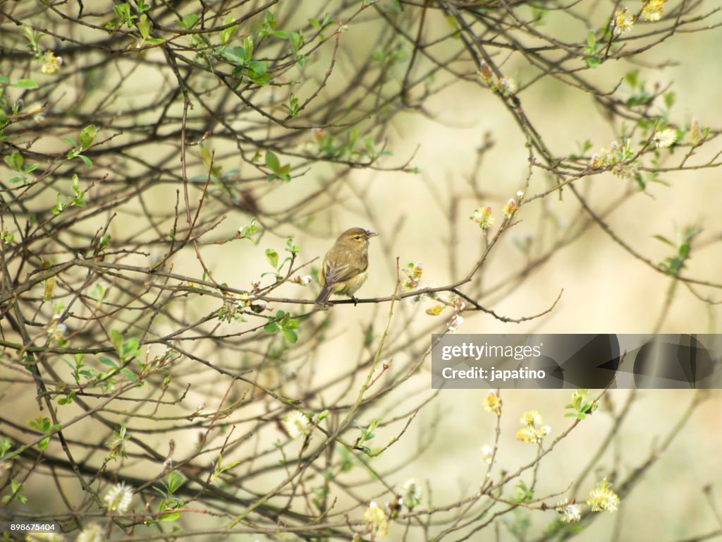 Nature. Common chiffchaff. (Phylloscopus collybita)