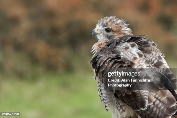 portrait of a red tailed chickenhawk - chicken hawk stock pictures, royalty-free photos & images