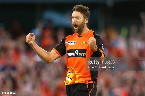 Andrew Tye of the Scorchers celebrates the wicket of John Hastings of the Stars during the Big Bash League match between the Perth Scorchers and the...