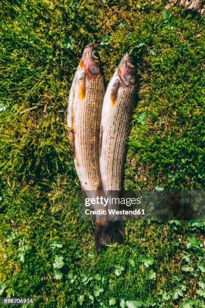 catch of fish lying in grass - dead animal stock pictures, royalty-free photos & images