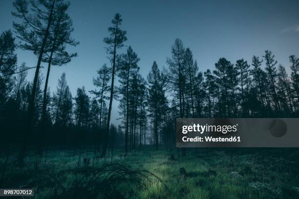 forest at night - spooky sky stock pictures, royalty-free photos & images