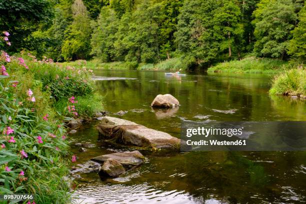 germany, bavaria, upper palatinate, bavarian forest, near regenstauf, river regen, himalayan balsam and foldboat - bayerischer wald stock-fotos und bilder