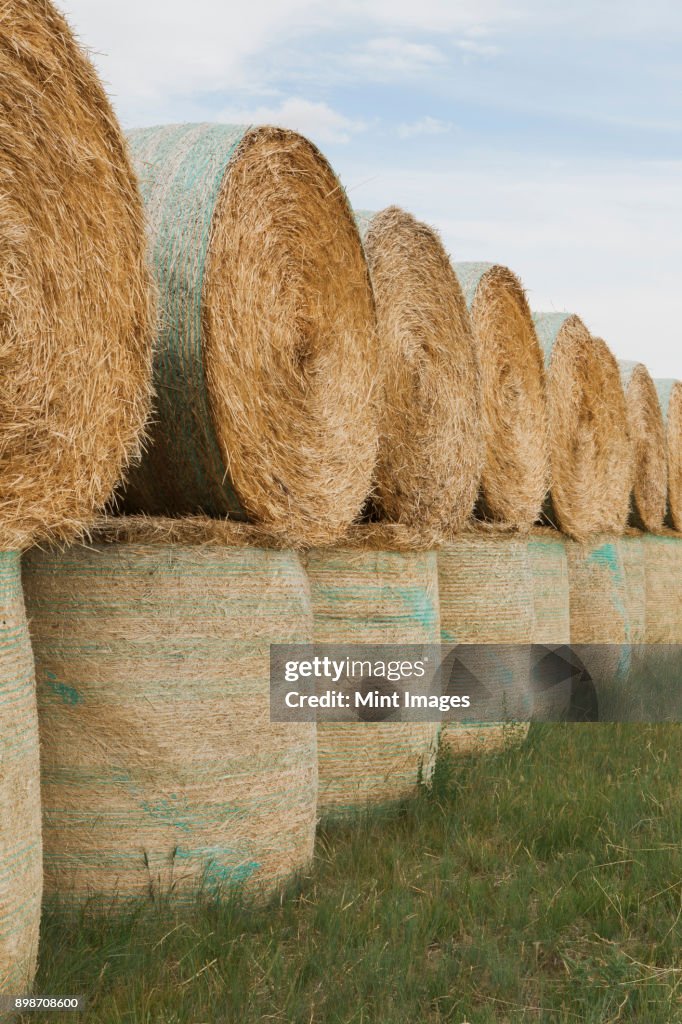 Wrapped round stacked hay bales on the prairie at harvest time in Montana.