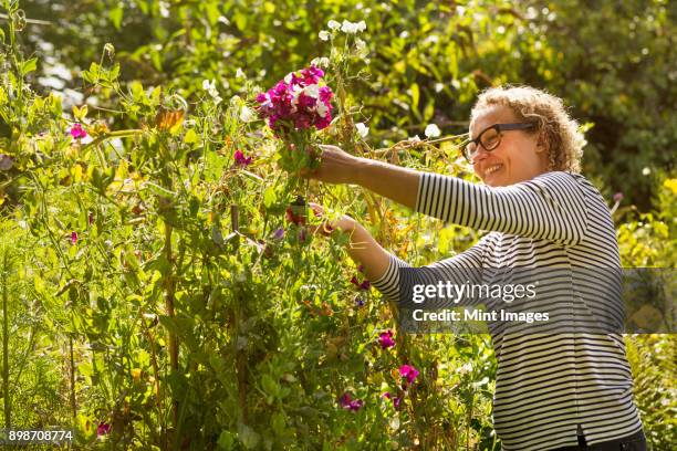 side view of woman standing in a garden in summer, cutting pink sweet peas. - sweetpea stock pictures, royalty-free photos & images