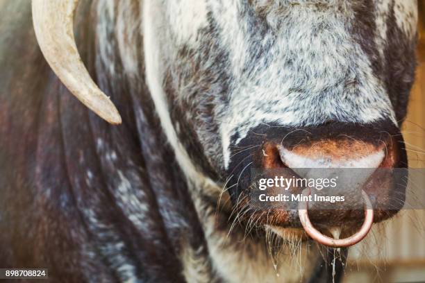 close up of brown english longhorn bull with nose ring. - texas longhorn stock pictures, royalty-free photos & images