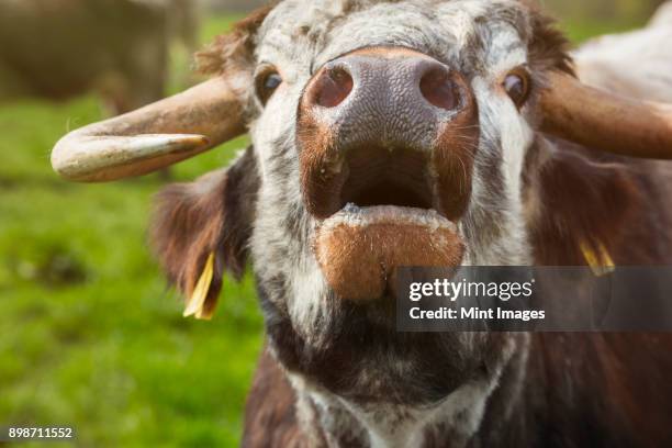close up of english longhorn cattle mooing. - mooing stock pictures, royalty-free photos & images