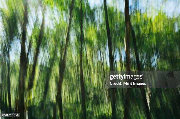 blurred motion, tall alder trees with green leafy canopy shaking and swaying in the wind. - tree canopy pattern fotografías e imágenes de stock