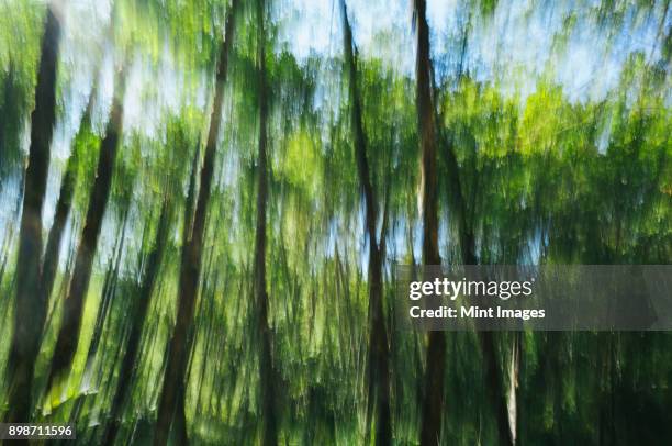 blurred motion, tall alder trees with green leafy canopy shaking and swaying in the wind. - tree canopy pattern fotografías e imágenes de stock