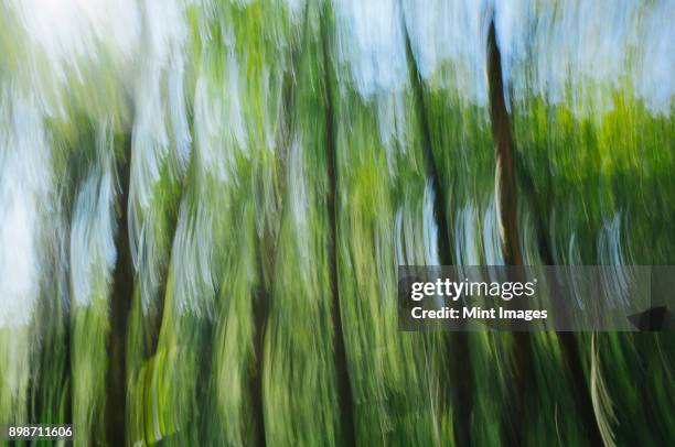blurred motion, tall alder trees with green leafy canopy shaking and swaying in the wind. - tree canopy pattern fotografías e imágenes de stock