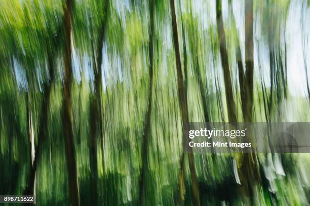 blurred motion, tall alder trees with green leafy canopy shaking and swaying in the wind. - tree canopy pattern fotografías e imágenes de stock