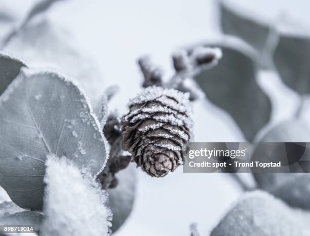 pine cone in winter - trond topstad stock pictures, royalty-free photos & images