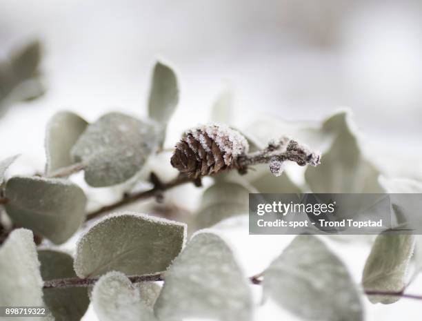 pine cone in winter - trond topstad stock pictures, royalty-free photos & images