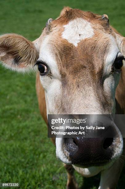 postcard from jersey - jersey cattle stock pictures, royalty-free photos & images