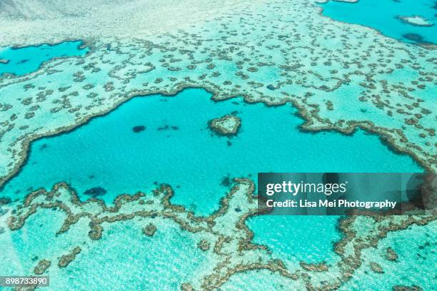 great barrier reef - great barrier reef marine park stock-fotos und bilder