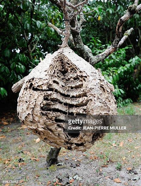 Picture shows an asian hornets' nest on August 18, 2009 in a house garden near Parempuyre, southwestern France. Beekeepers have declared war on...