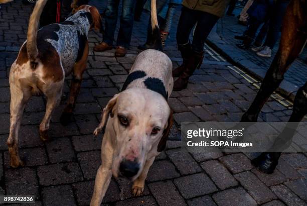 Hound wanders throught the crowd as hundreds of people gather in Leominster's Corn Square to watch the traditional gathering of the 99 year old North...