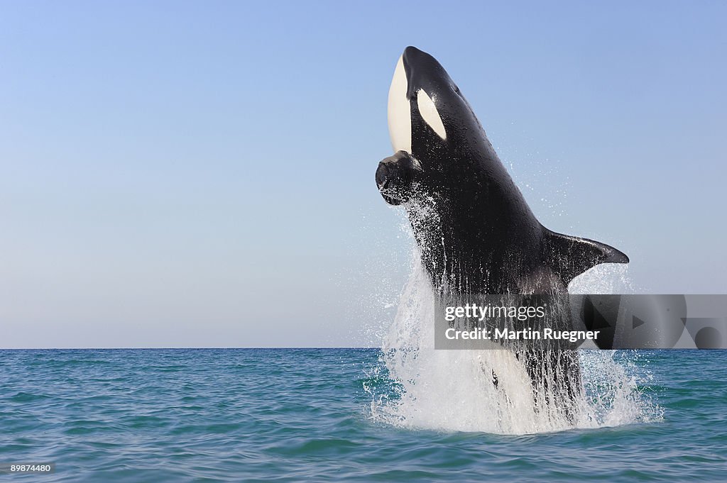 Orca jumping out of water.
