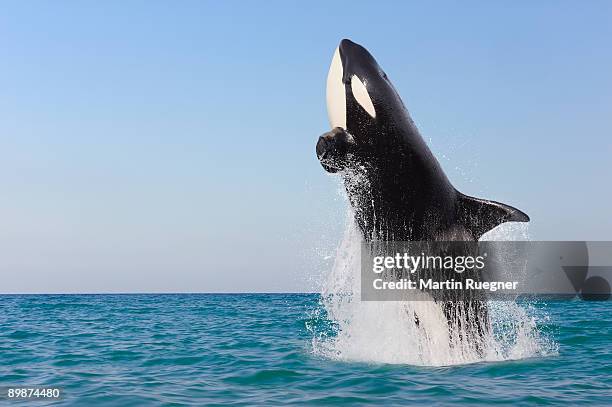 orca jumping out of water. - whale fotografías e imágenes de stock