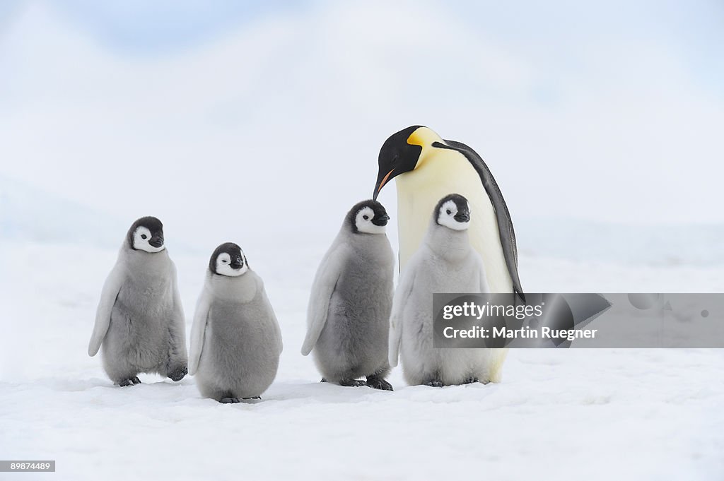 Emperor penguin chicks and adult.