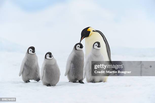 emperor penguin chicks and adult. - five animals stock pictures, royalty-free photos & images