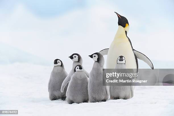 emperor penguin chicks and adult. - snow hill island photos et images de collection